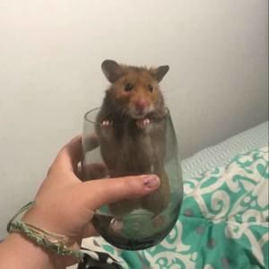 Meet your Posher, Kenzie